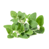 Origanum majorana